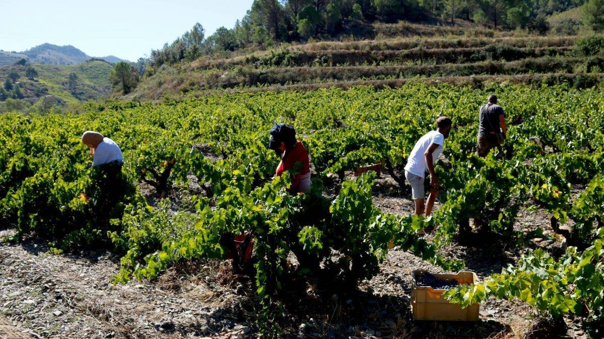 Fotografía que ilustra la noticia: La DOQ Priorat i la DO Montsant tanquen una verema amb menys producció, però de més qualitat